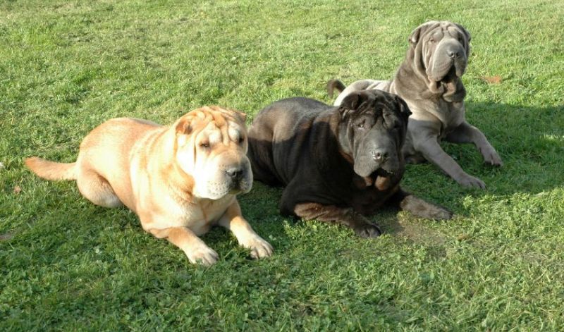 Best Dog Foods for Shar-Pei: 9 Nifty Noms for Your Wrinkled Rover 1 shar-pei dog foods