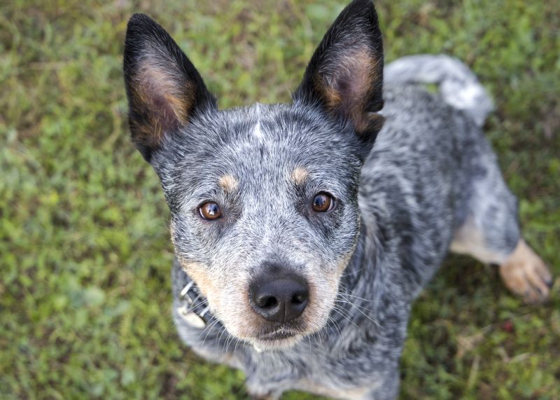 Australian Cattle Dog Mixes: Pawfect Hiking Buddies 1 Aussie cattle dog basics