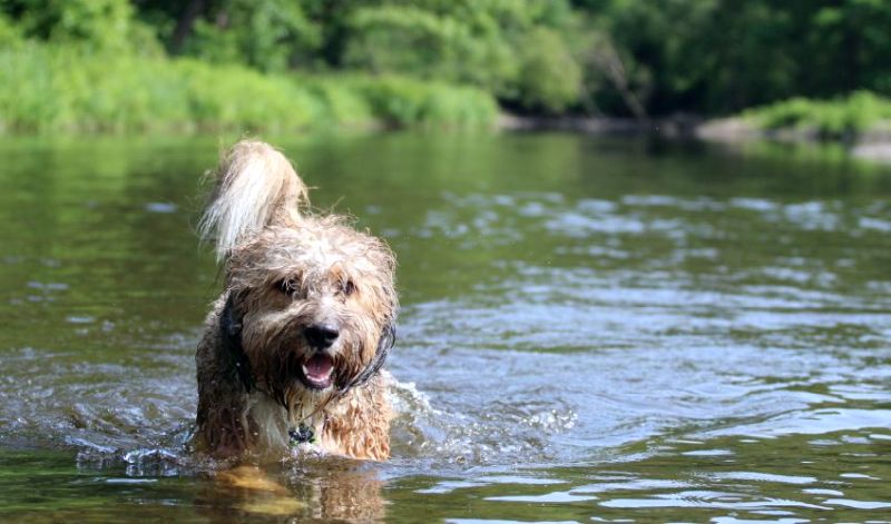 Best Dog Food for Bernedoodles: Nutritious Eats for Your Curly Companion 1 best dog food for Bernedoodles