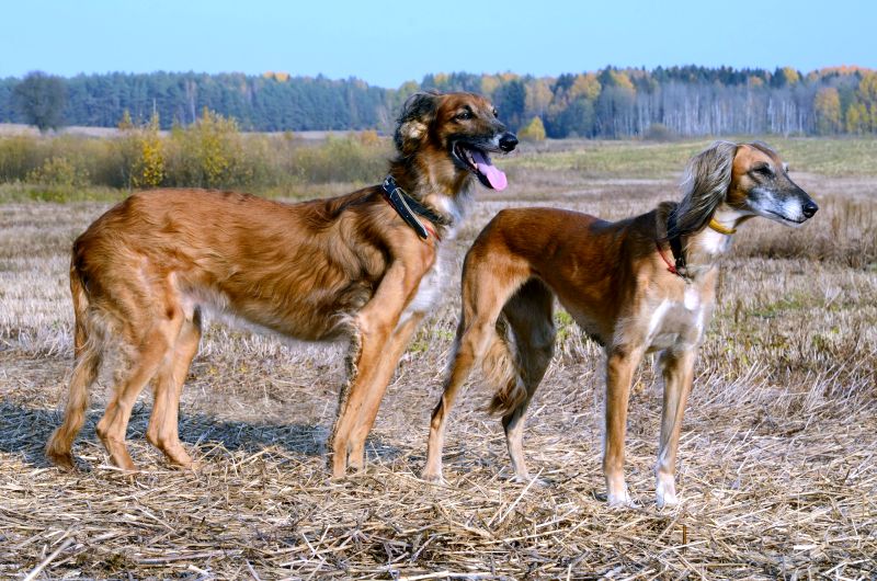 Sighthound Dog Breeds: The Complete List 1 basic sighthound facts