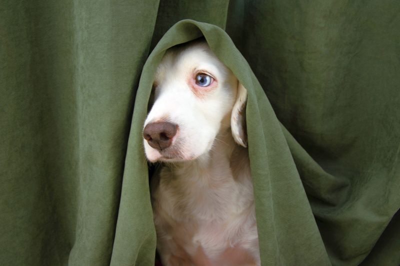 other dog anxiety treatments